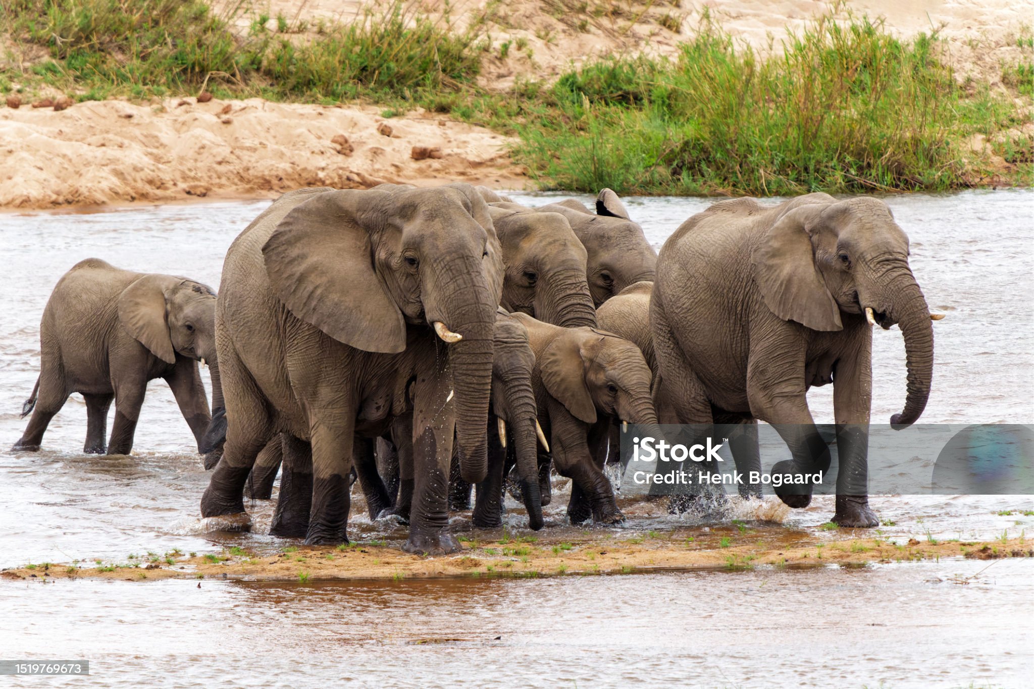 Elephants in Kruger National Park in South Africa.