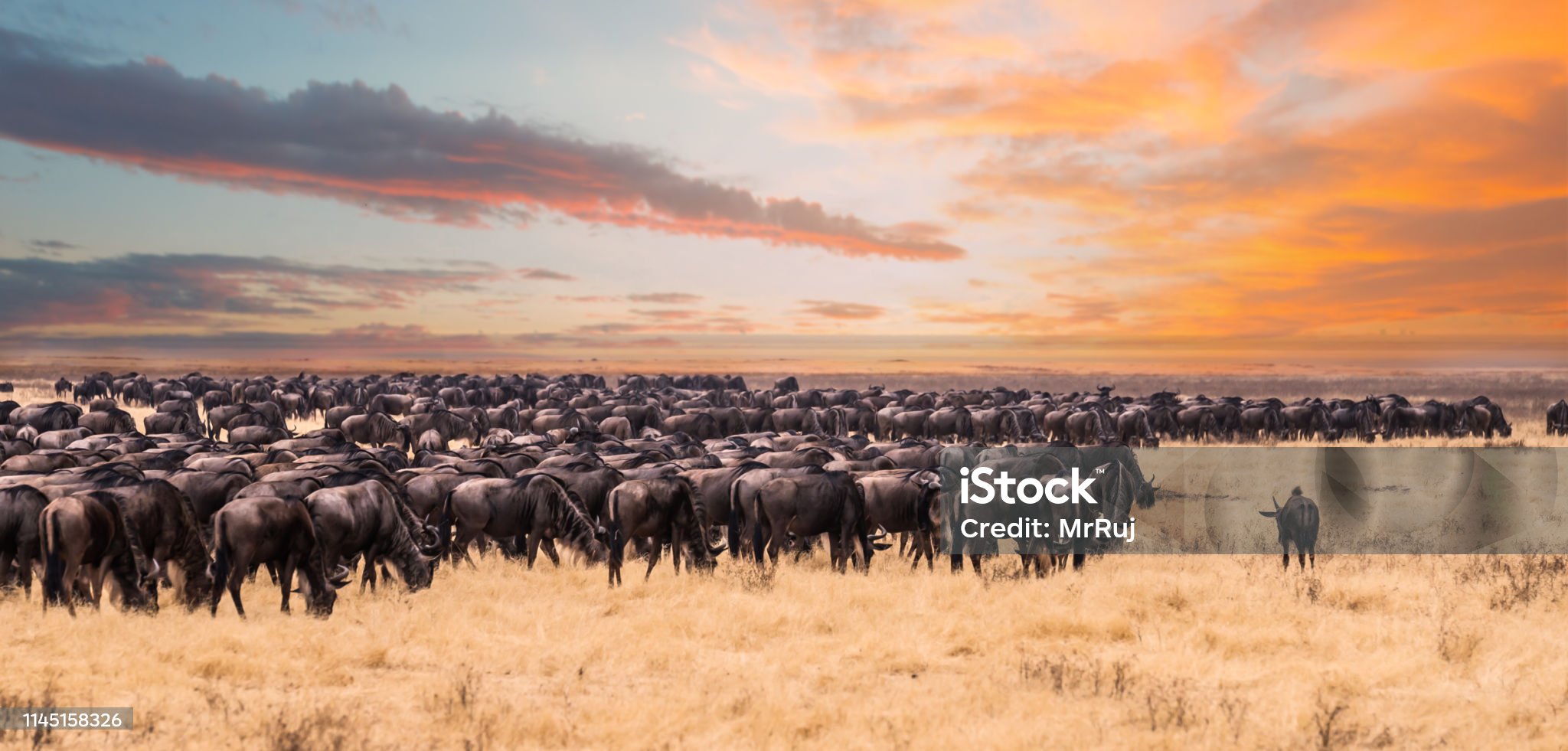 The Great Migration in Serengeti National Park, Tanzania.